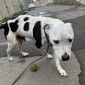 Photo of Zorro