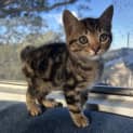 Photo of Jasper   10 Week Old Domestic Short Hair