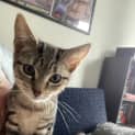 Photo of Goblin **2nd Chance Cat Rescue**
