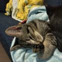 Photo of Kenku **2nd Chance Cat Rescue**