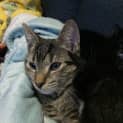 Photo of Kenku **2nd Chance Cat Rescue**