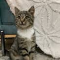 Photo of Tippi