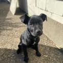 Photo of Ranger
