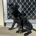 Photo of Ranger