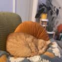 Photo of Samson