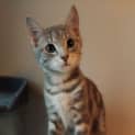 Photo of Charlie