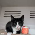 Photo of Sashimi