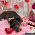 Photo of Paisley