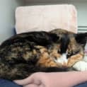 Photo of Meesha