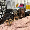 Photo of Ora's Puppies