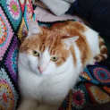 Photo of Mingus