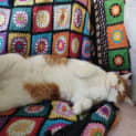 Photo of Mingus