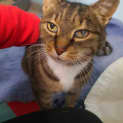 Photo of Pishie/Mishi