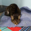 Photo of Pishie/Mishi