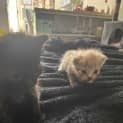 Photo of Tweedledum
