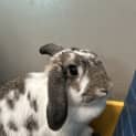Photo of Maisy