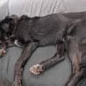 Photo of Sooty