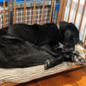 Photo of Sooty