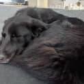 Photo of Sooty