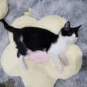 Photo of Felix