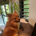 Photo of Lulu