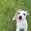 Photo of Dexter