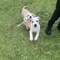 Photo of Dexter