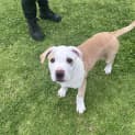 Photo of Dexter