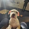 Photo of Dexter