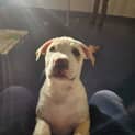 Photo of Dexter