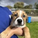 Photo of Lucky