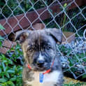Photo of Sumo Husky X Kelpie (Trial)