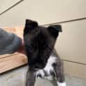 Photo of Suki Husky X Kelpie (Trial)