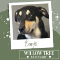 Photo of Banjo