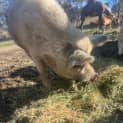 Photo of Oinky The Pig 🐖