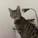 Photo of Zelda