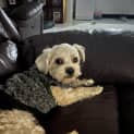 Photo of Spot   11 Month Old Maltese X Shih Tzu (Trial)
