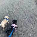 Photo of Peggy   1 Year Old Pug X (Hold)