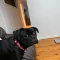 Photo of Peggy   1 Year Old Pug X (Hold)