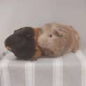 Photo of Libby And Abbey