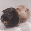 Photo of Libby And Abbey