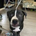Photo of Soot