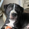 Photo of Soot