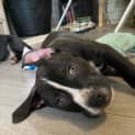 Photo of Soot