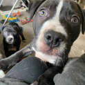 Photo of Soot