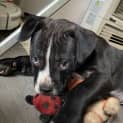 Photo of Soot