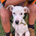 Photo of Honey