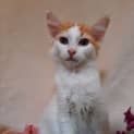 Photo of Basil