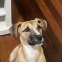 Photo of Honey