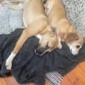 Photo of Honey